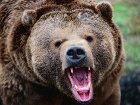 Медведь. Фото с сайта viptrophy.com